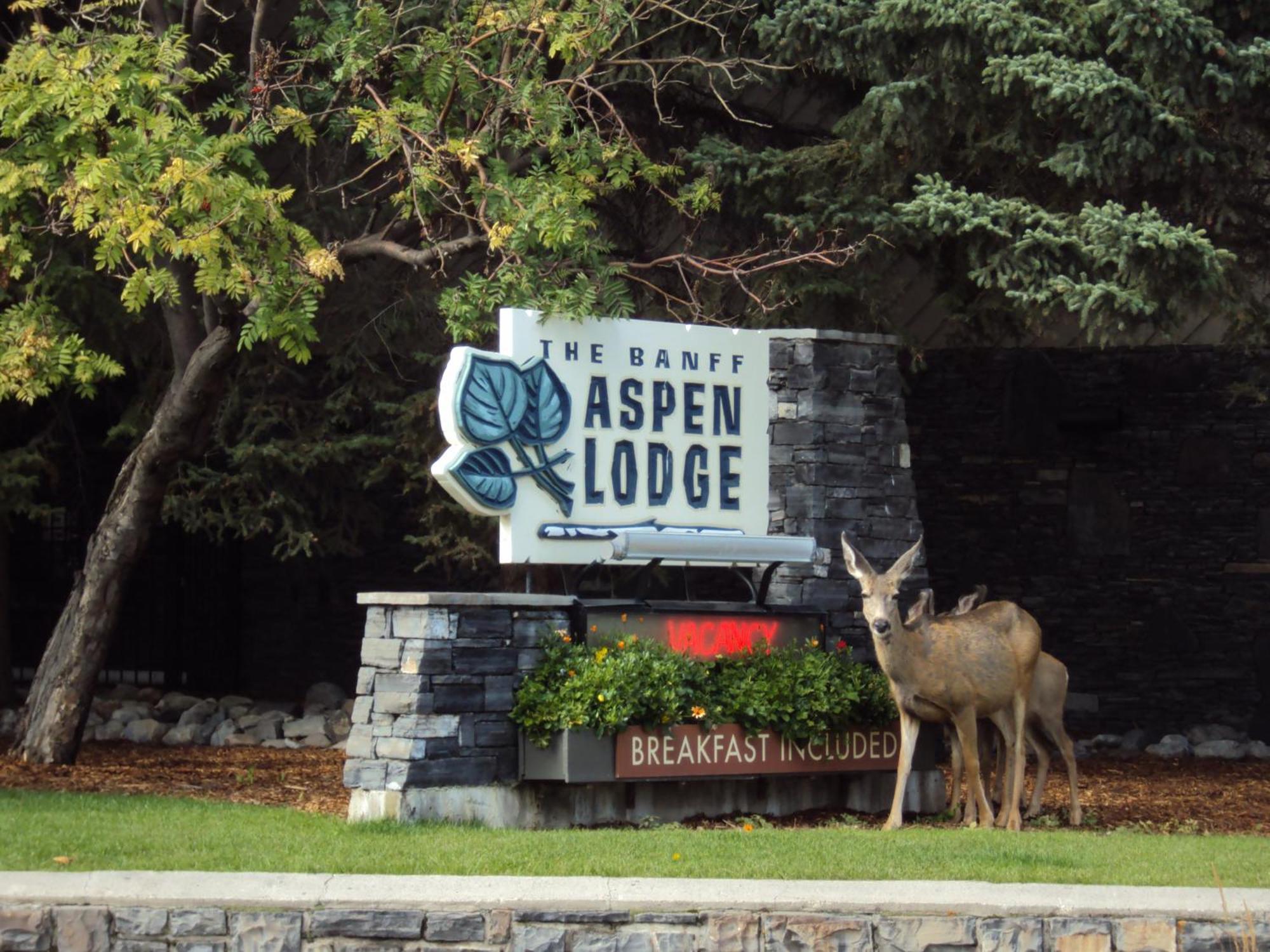 Banff Aspen Lodge Zewnętrze zdjęcie