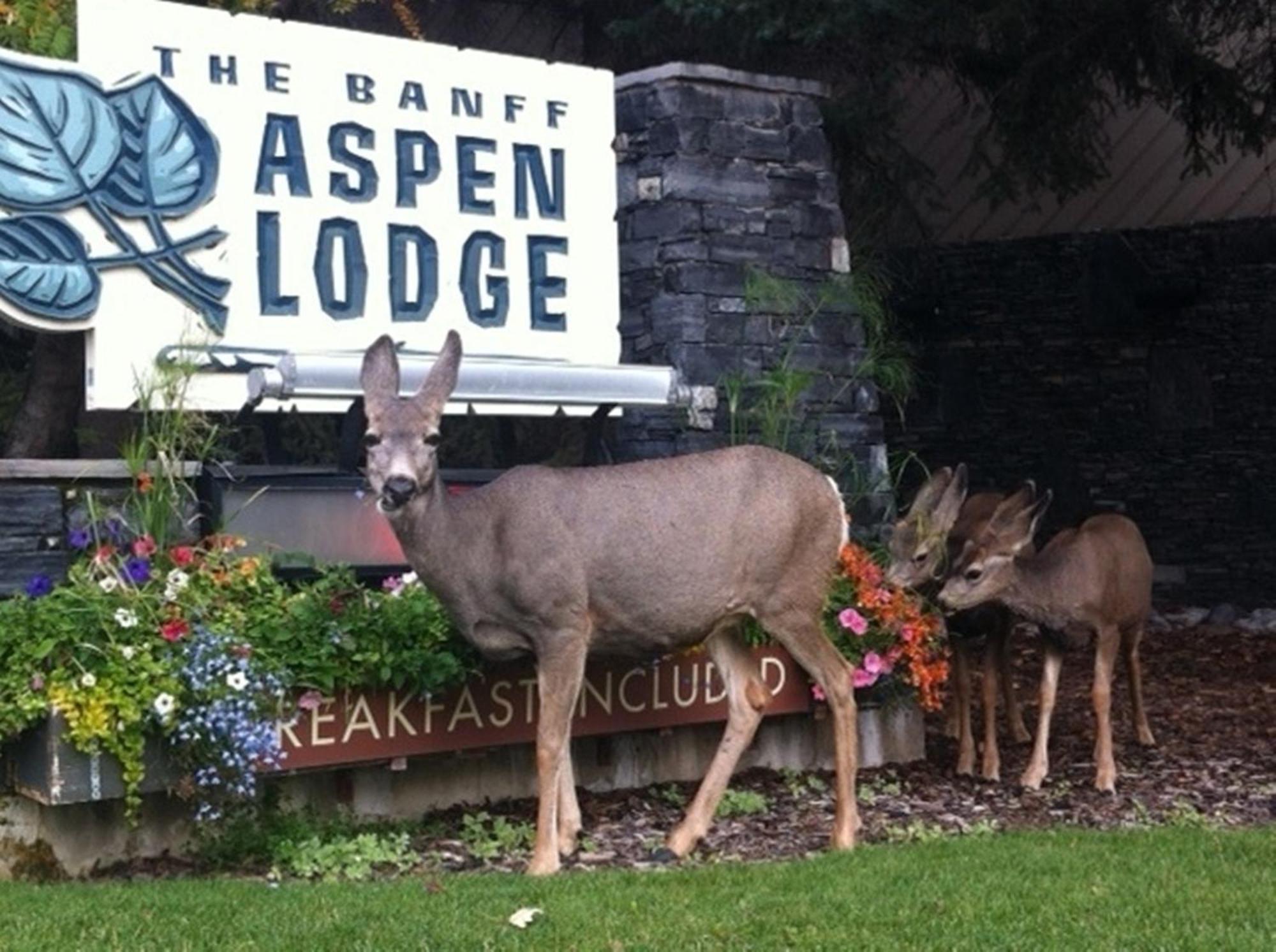 Banff Aspen Lodge Zewnętrze zdjęcie